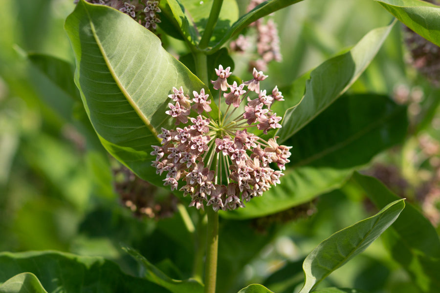 An umbel framed by broad leaves