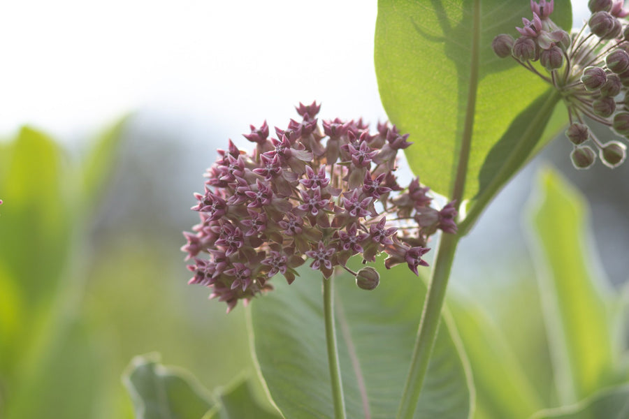 An umbel seen from the side