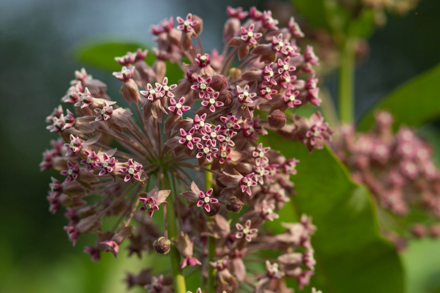 Dozens of star-shaped flowers on a single umbel