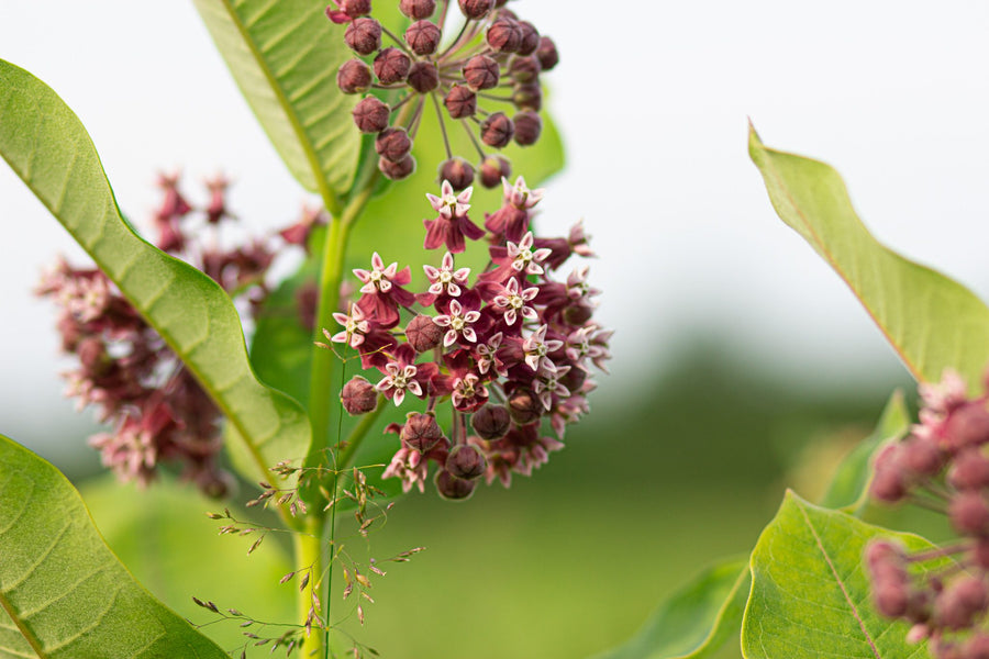Umbels and buds on the same stem