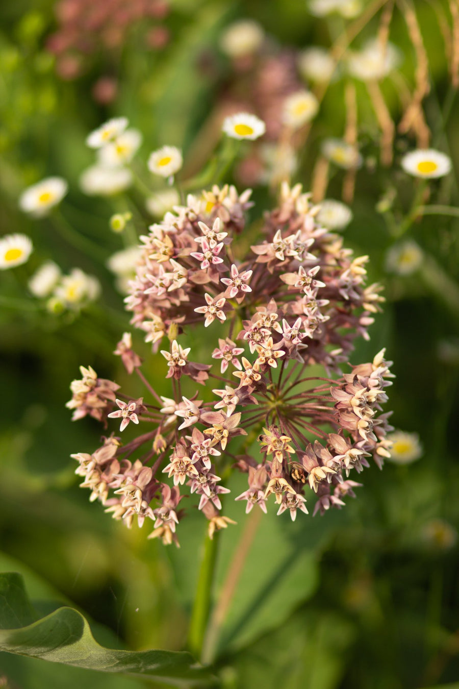 An umbel among the grasses