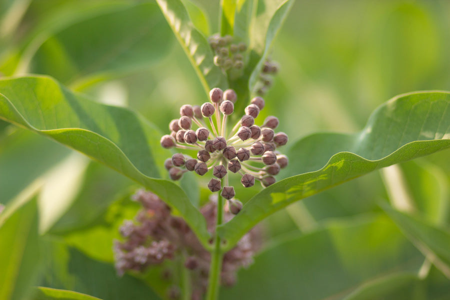 Buds about to open