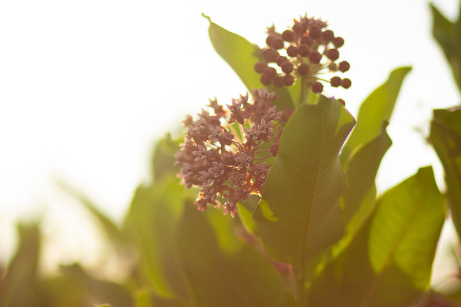 An umbel, backlit
