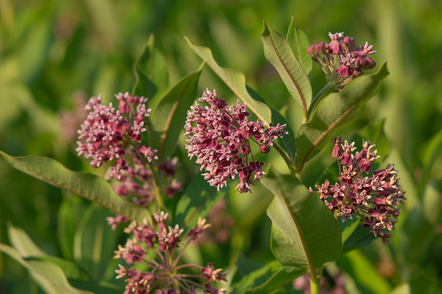 Deep pink umbels