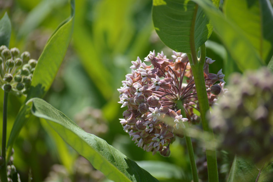 An open umbel next to the buds