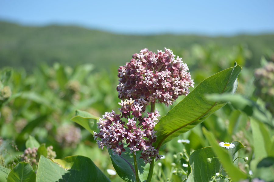 Umbels in front of the hills