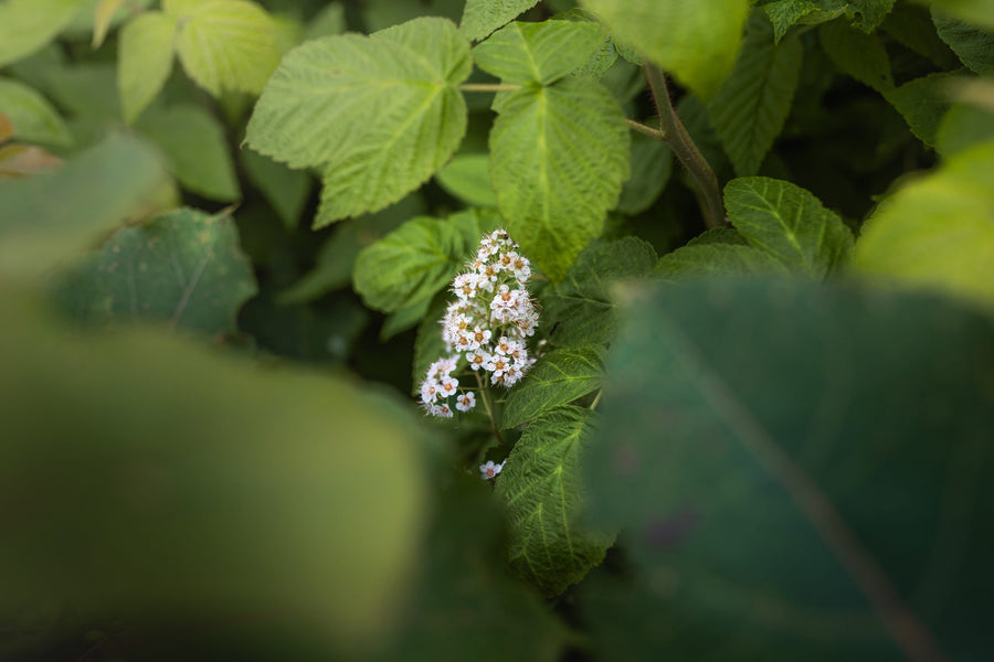A white flower in the undergrowth