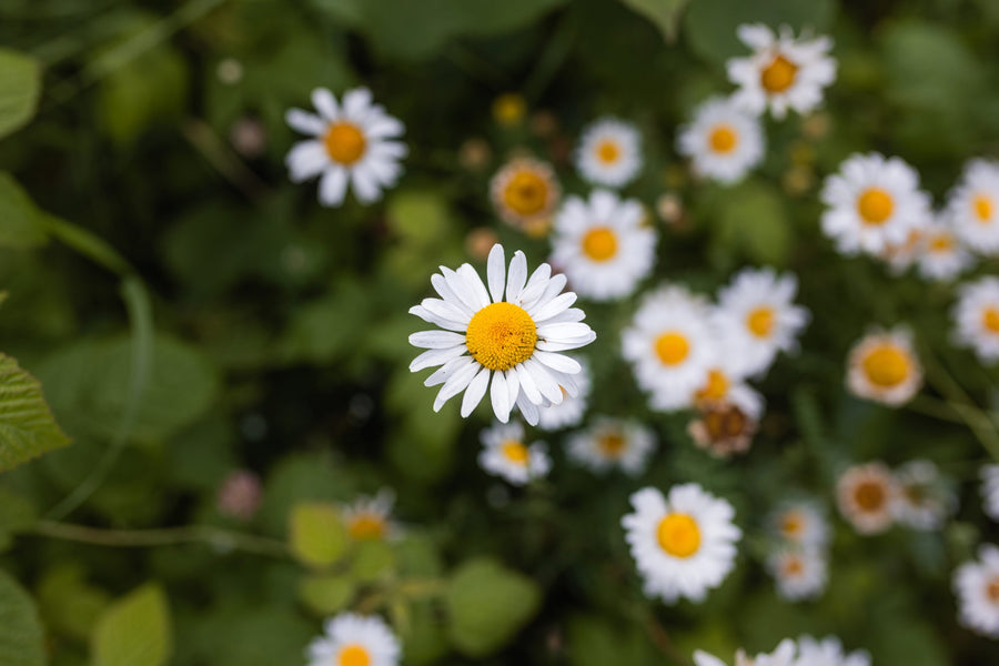 Daisies at the edge of the field