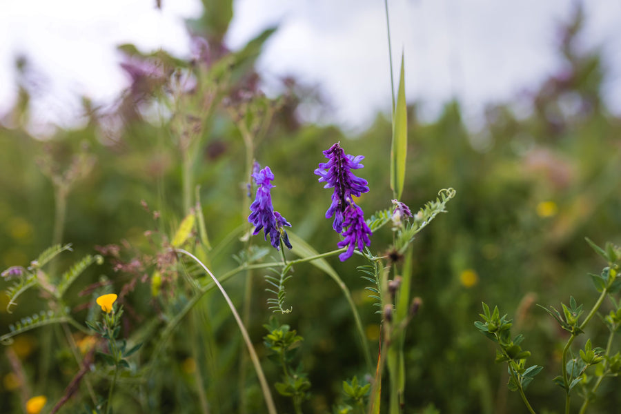 Purple vetch in the tall grass