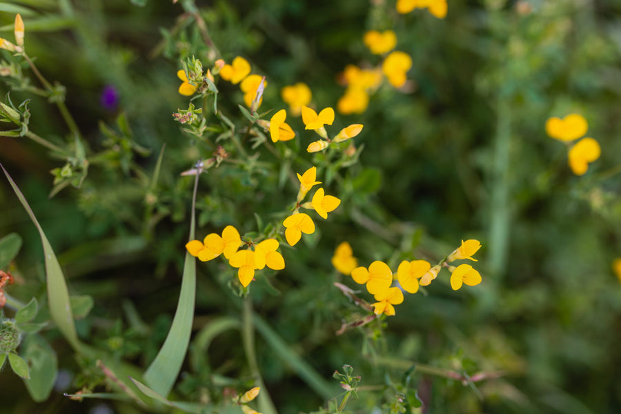 Yellow bird’s-foot trefoil flowers