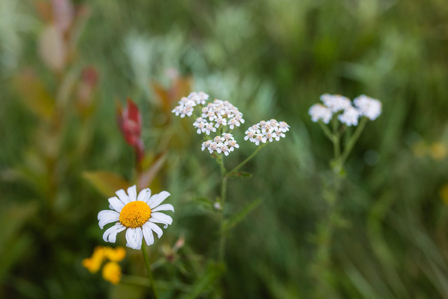 Yarrow and daisy