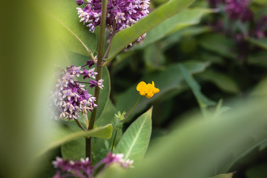 Milkweed and yellow flowers