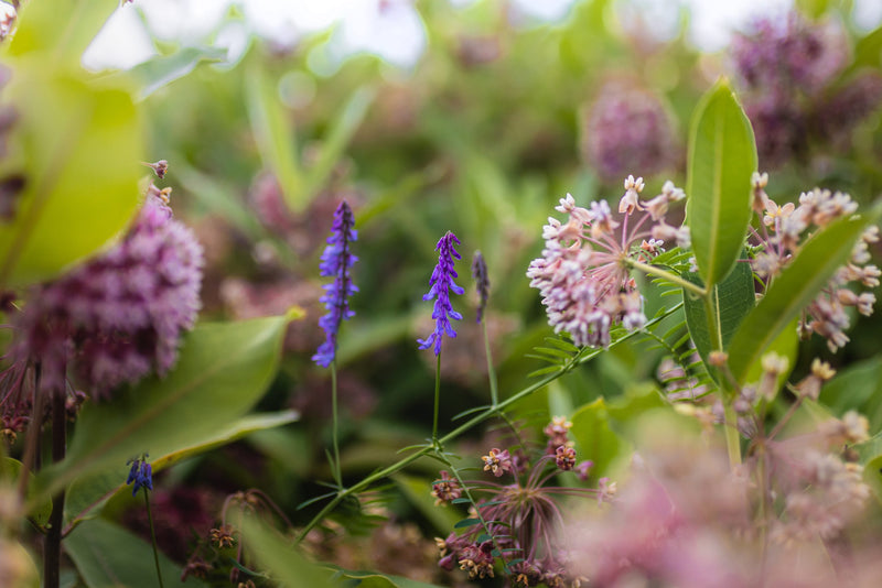 Asclépiade, vesce et fleurs sauvages mêlées