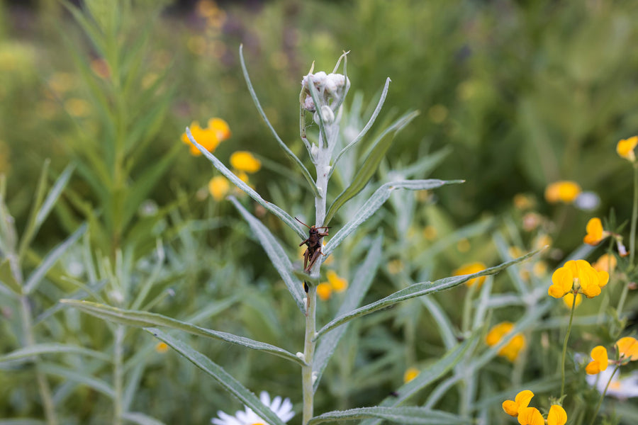 Silvery foliage among yellow flowers