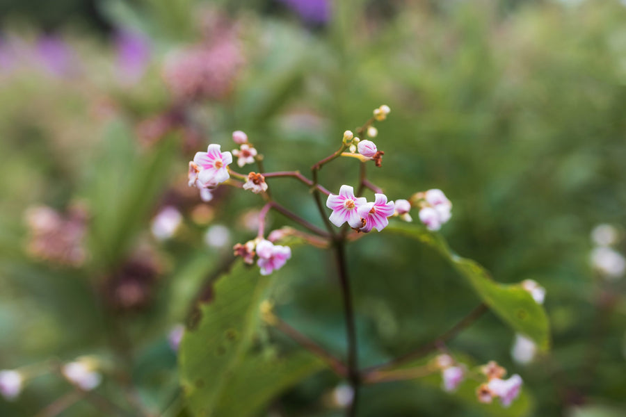Small wild pink flowers