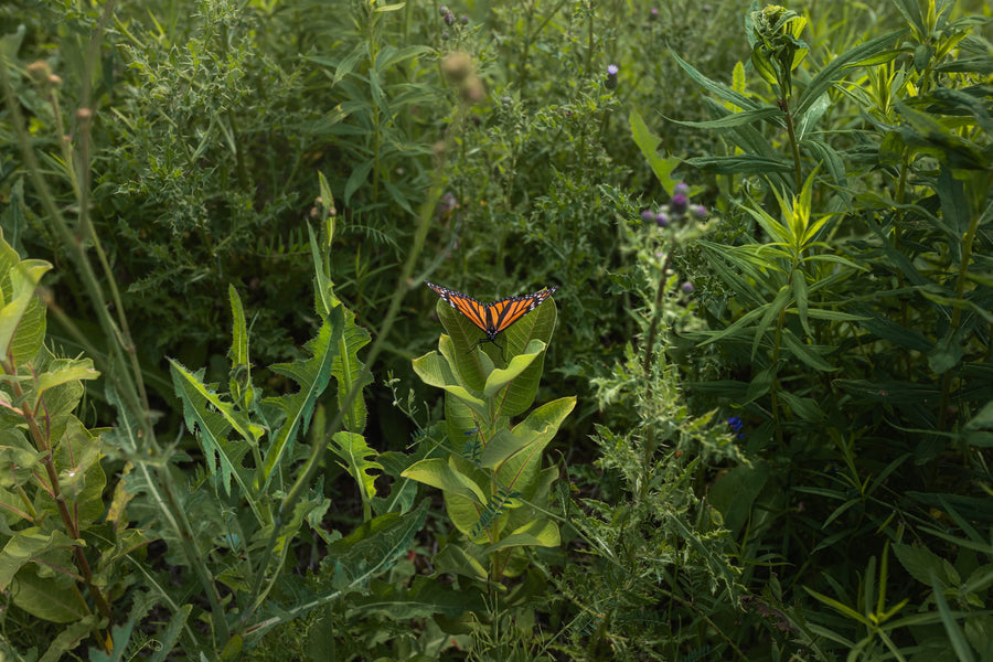 A monarch in the field, barely visible