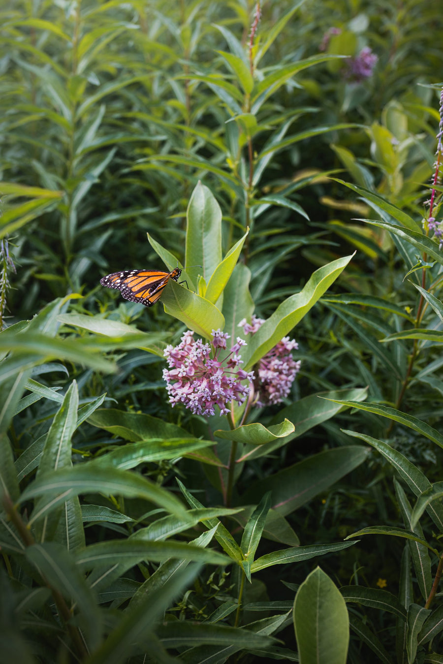 A monarch near a flowering umbel