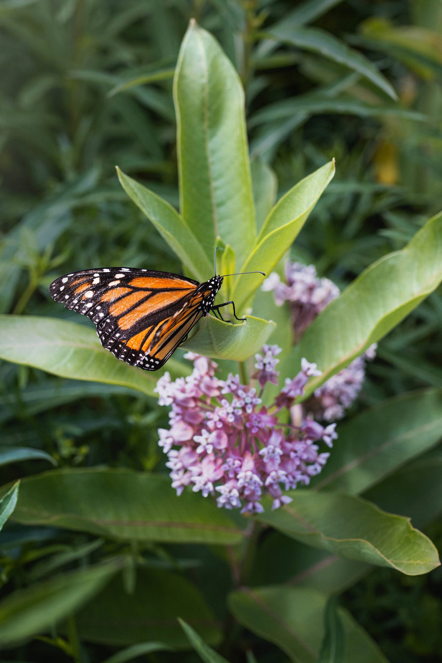 A monarch feeds on a milkweed umbel