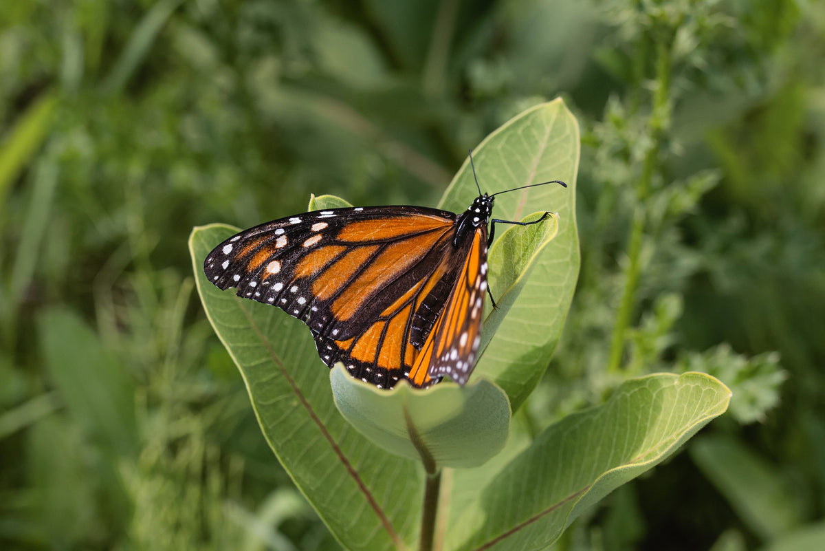 Un monarque se pose sur une feuille d'asclépiade