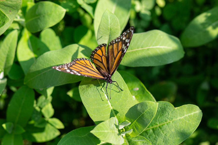 A monarch spreads its wings on milkweed