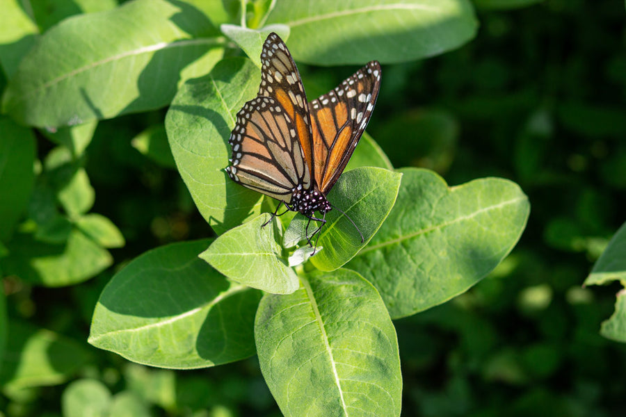 A monarch resting at the top of a plant