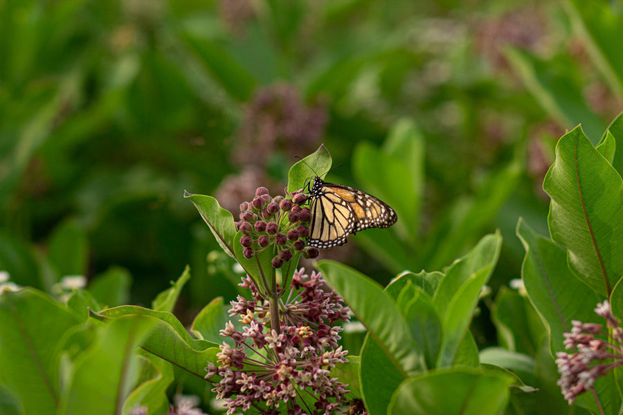 A monarch feeds on an umbel