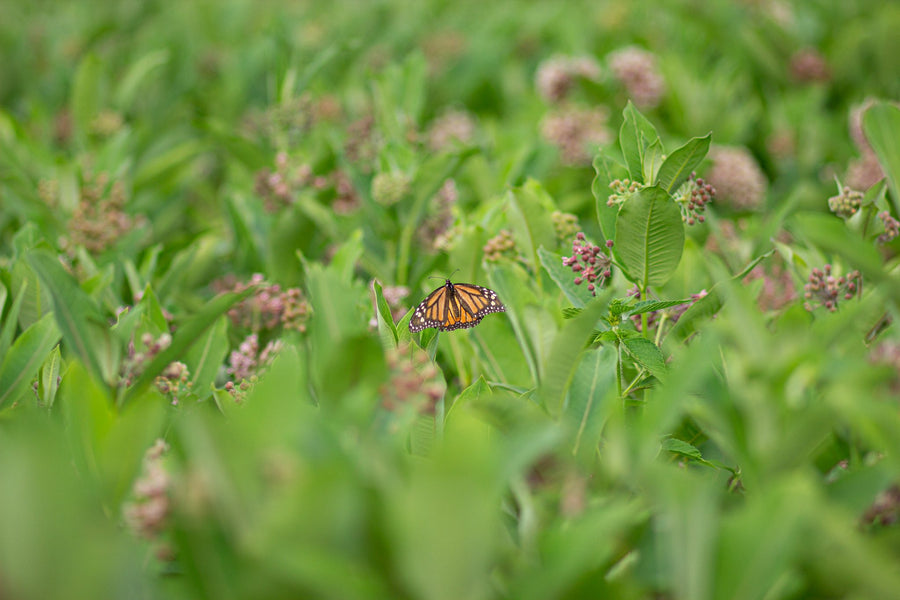 A monarch in the middle of the field