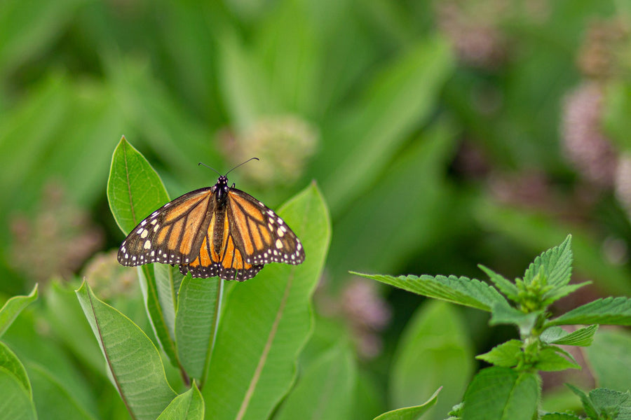 A monarch on a milkweed leaf