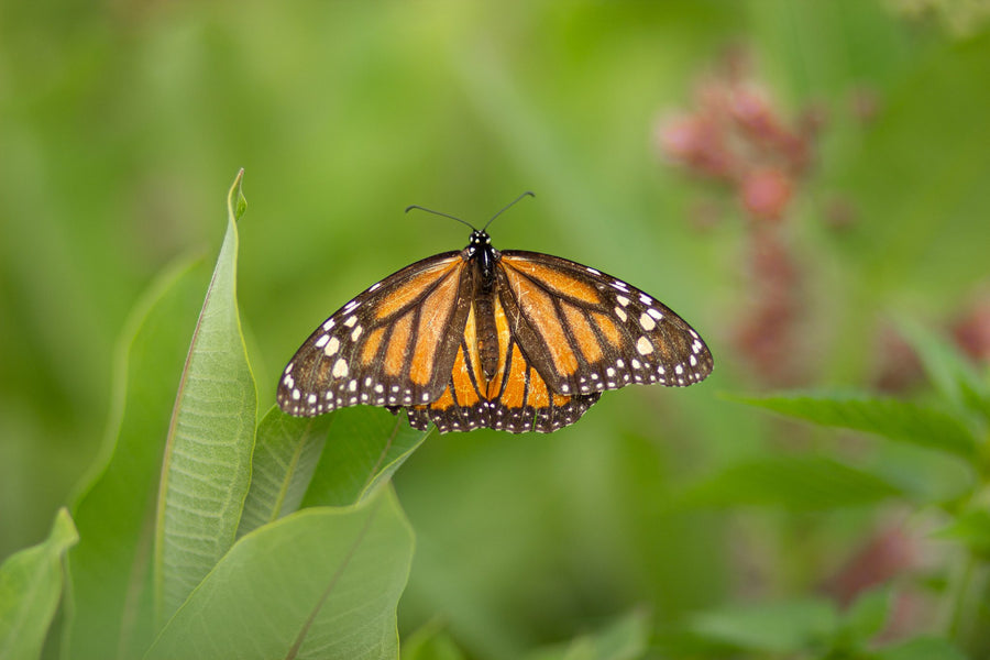 A monarch, wings wide open