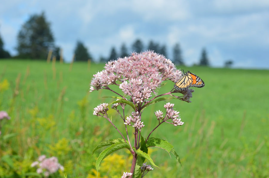 A monarch feeds on Joe-Pye weed under a blue sky
