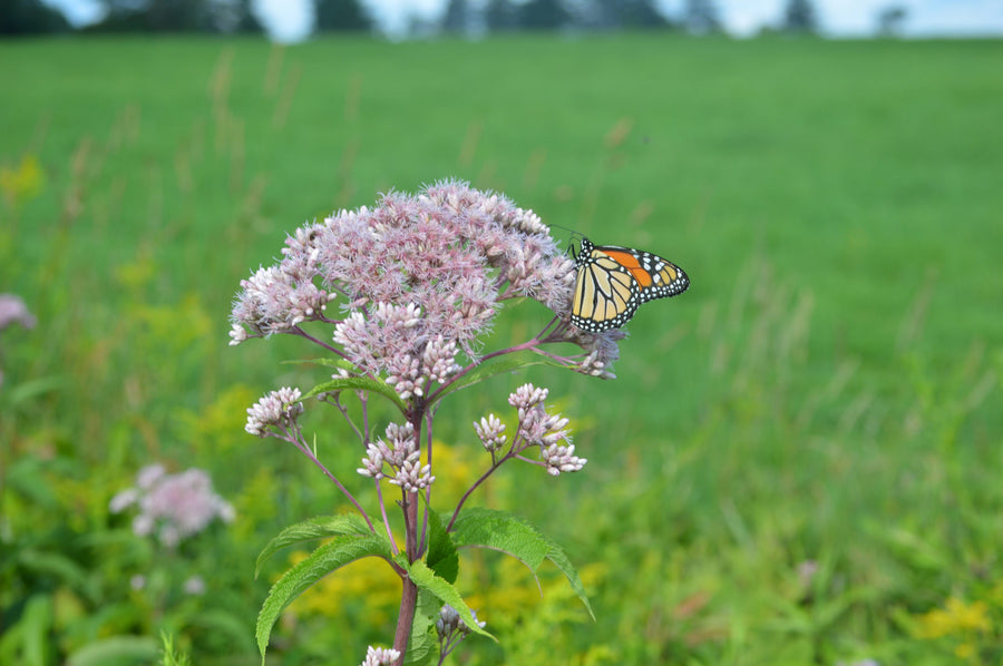 A monarch on Joe-Pye weed at the edge of a meadow