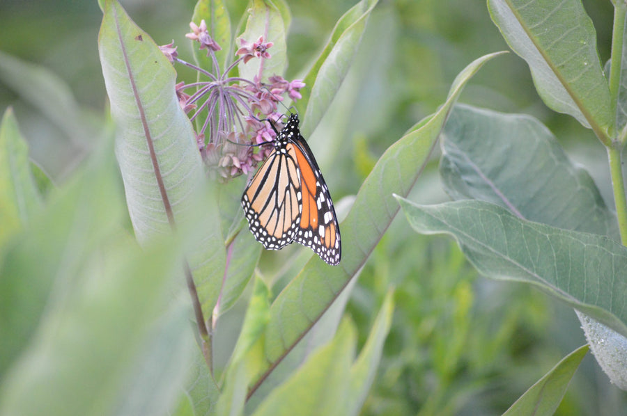 A monarch on a milkweed plant