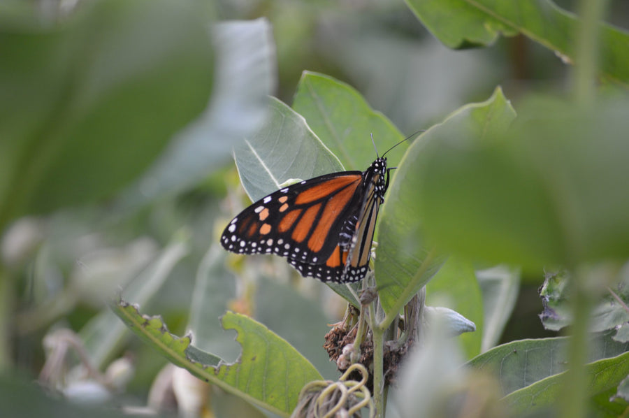 A monarch among the leaves