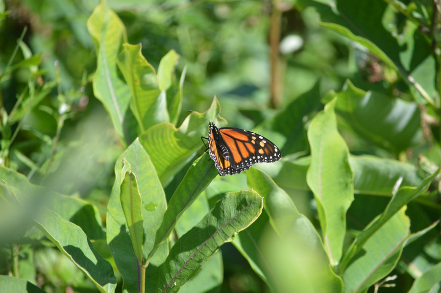 A monarch rests in the foliage