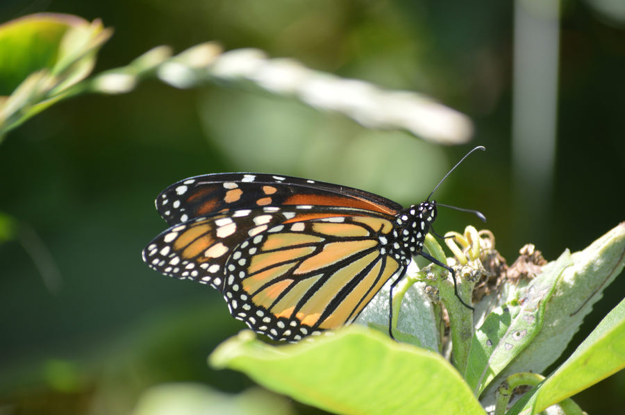 A monarch drinks nectar