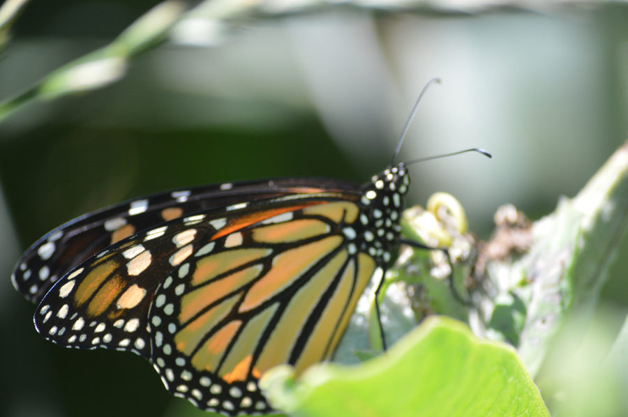 A monarch up close