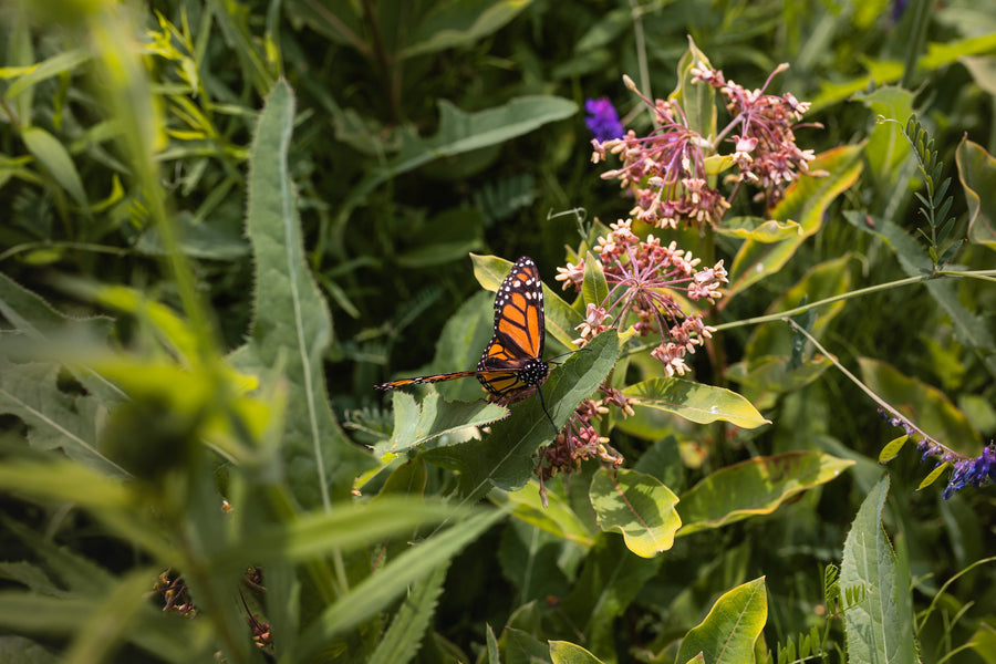 A monarch among the field’s flowers