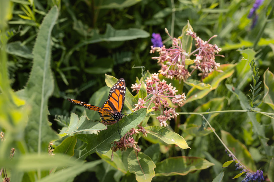A monarch on a milkweed umbel