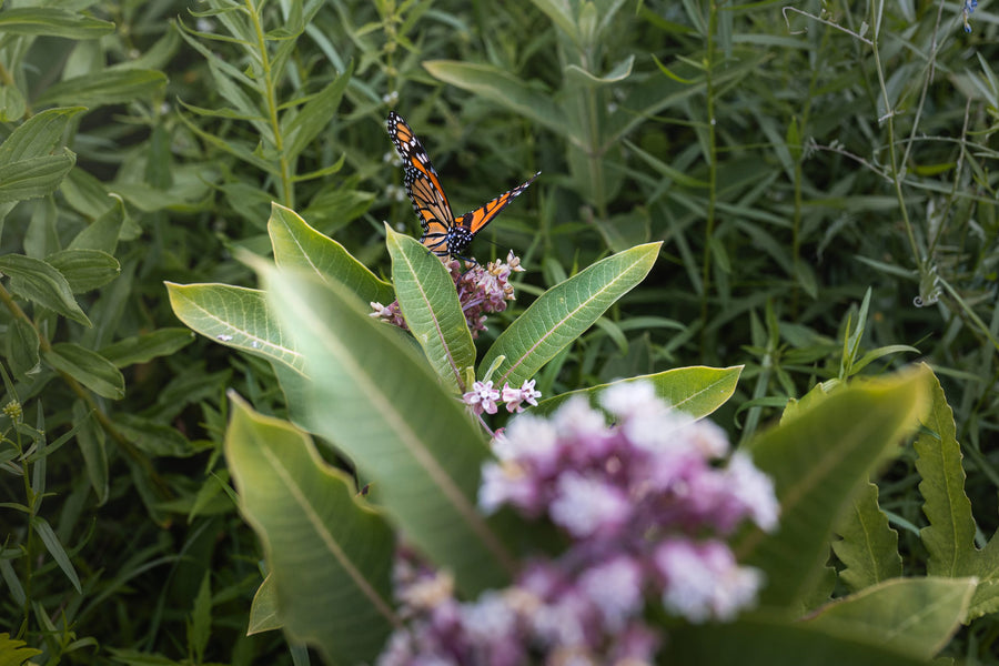 A monarch in flight above the flowers