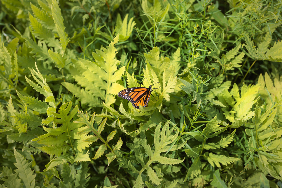 A monarch resting in the foliage