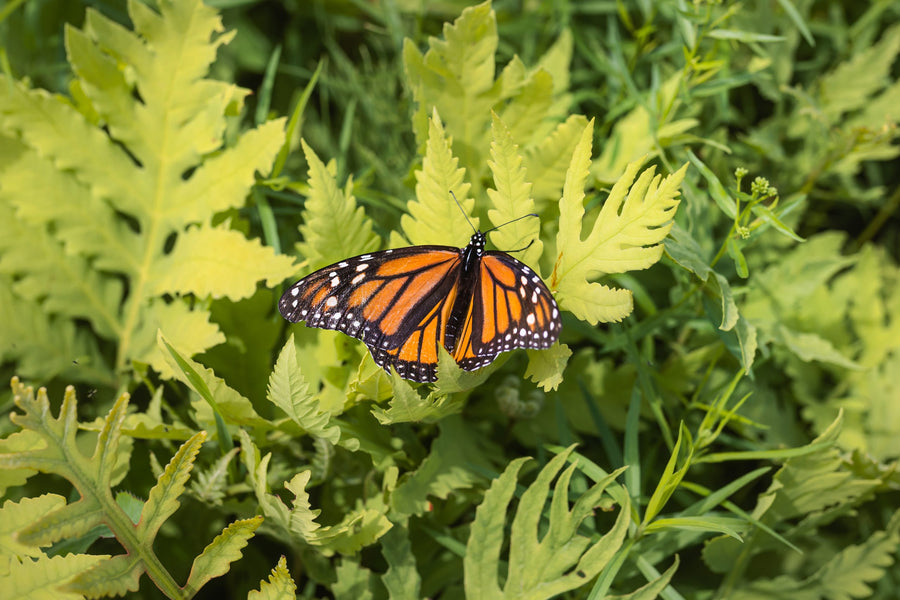 A monarch, wings open, on light foliage