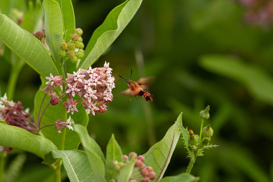 A hummingbird clearwing moth hovering by an umbel