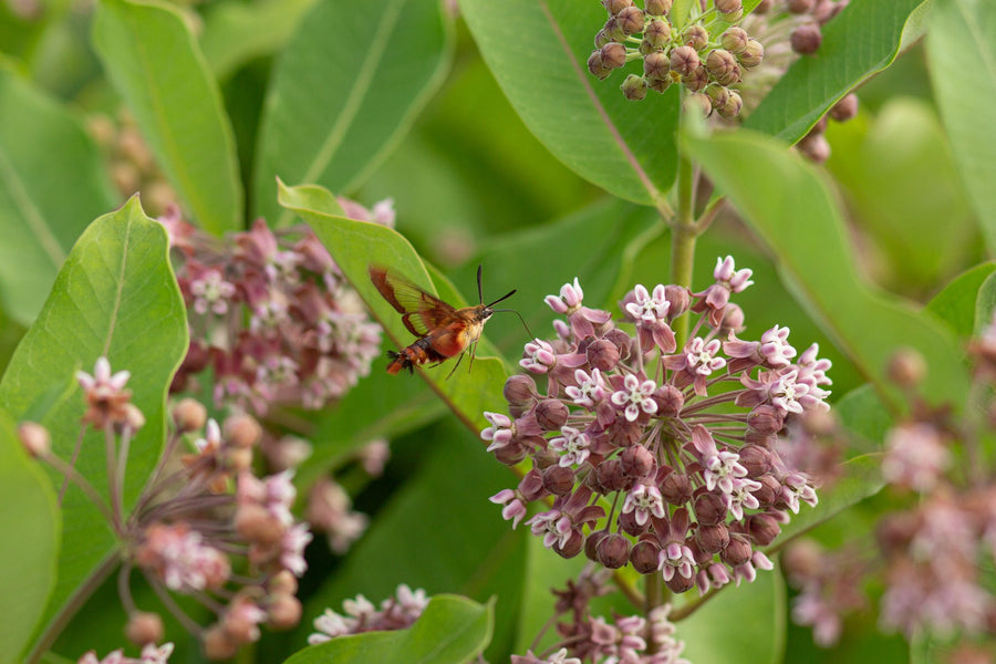 The hummingbird clearwing feeds while hovering
