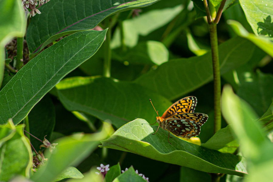 A fritillary on a milkweed leaf