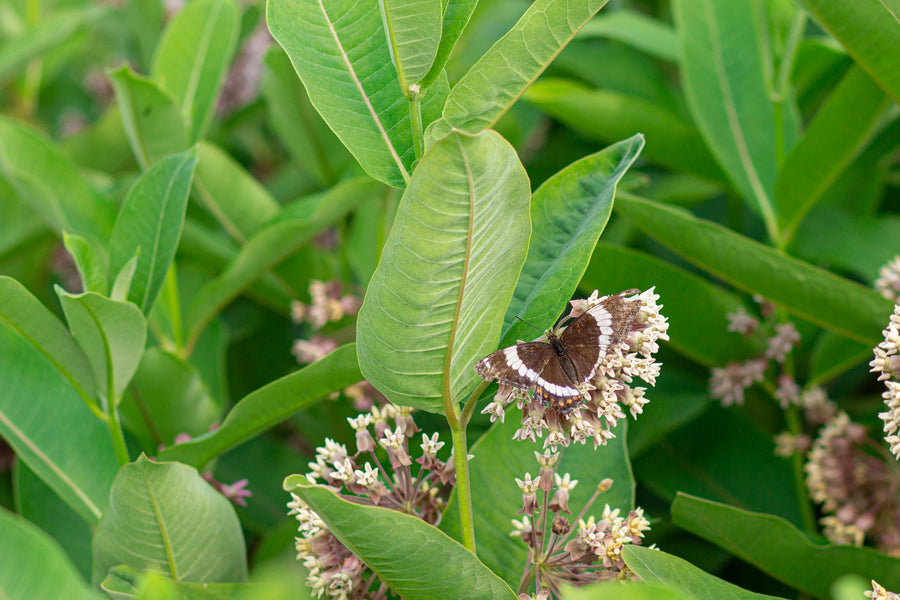 A white admiral on an umbel
