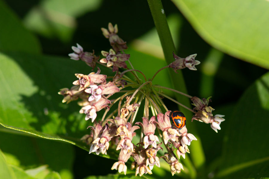 An orange and black beetle in an umbel