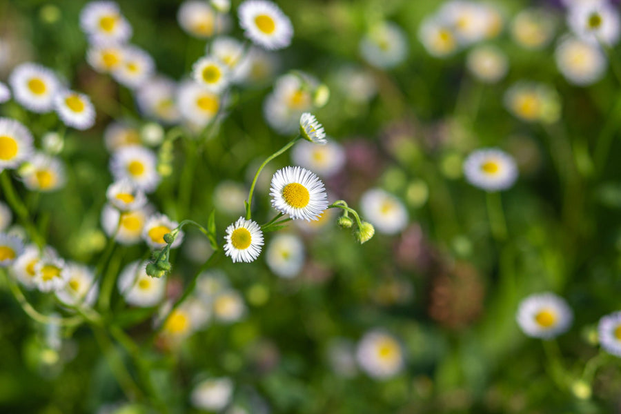 Fleabane at the edge of the field