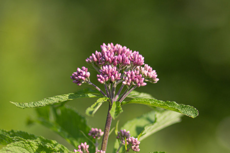 Joe-Pye weed in bud