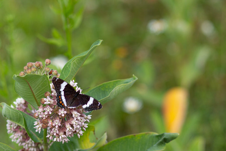 A white admiral, wings open on the flowers