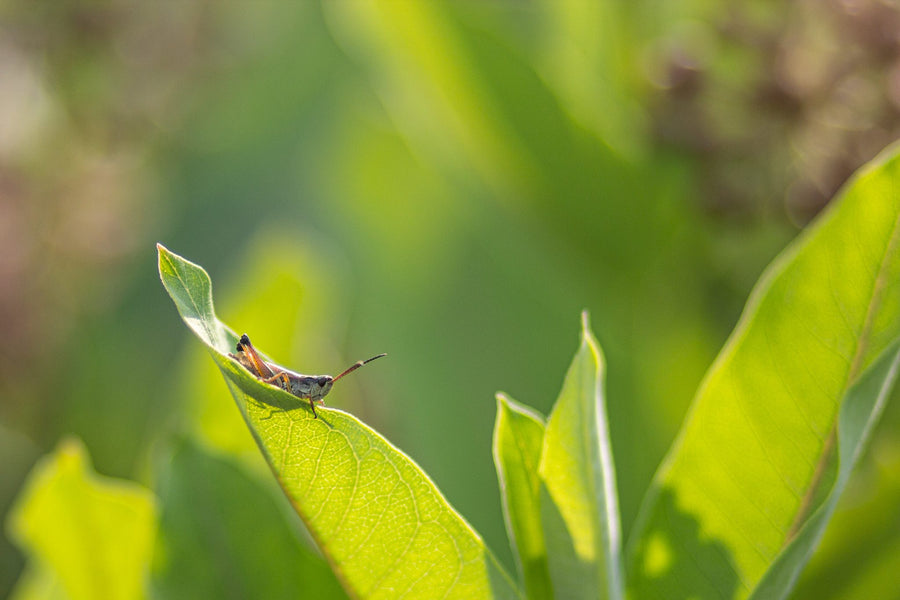 A grasshopper on a leaf